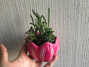 Suculenta